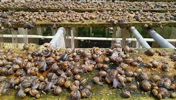 Snail Farm